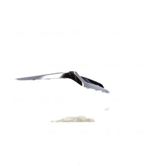 Honda Odyssey Genuine Rear Bar Mould Drivers Side 12/2020 to 12/2021 - 71510T6AZ01